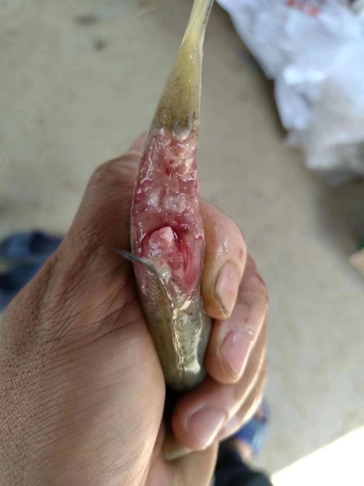水產(chǎn)養(yǎng)殖納米銀抗菌水溶液實用反饋，效果明顯！