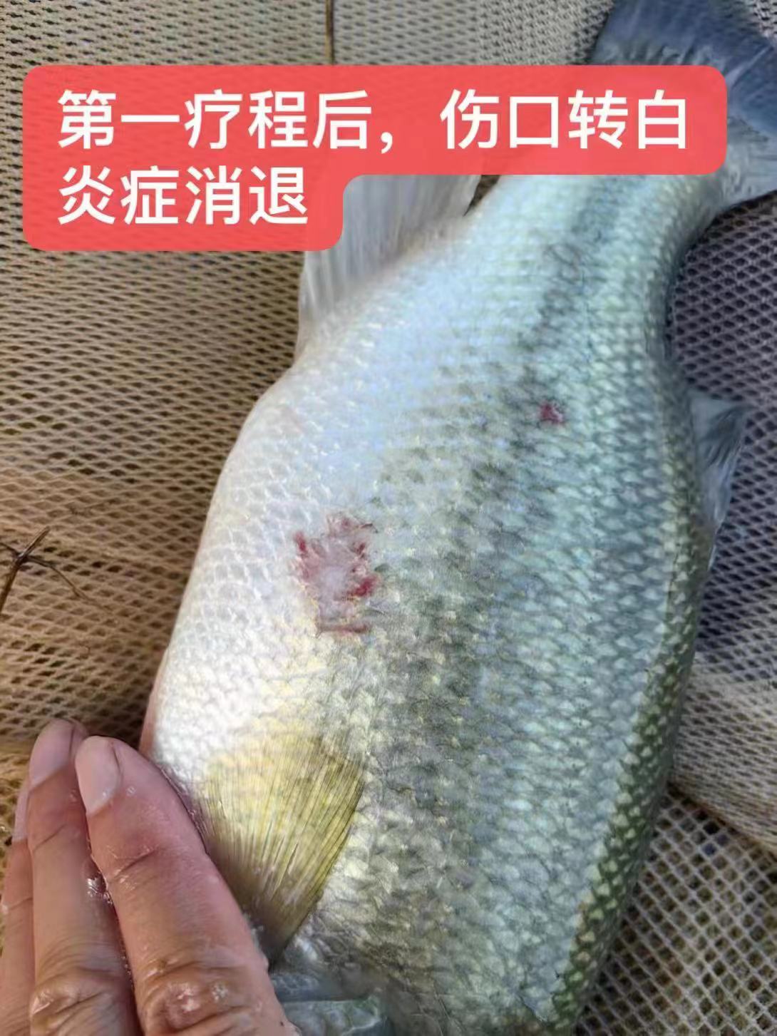 水產(chǎn)養(yǎng)殖納米銀抗菌水溶液實用反饋，效果明顯！